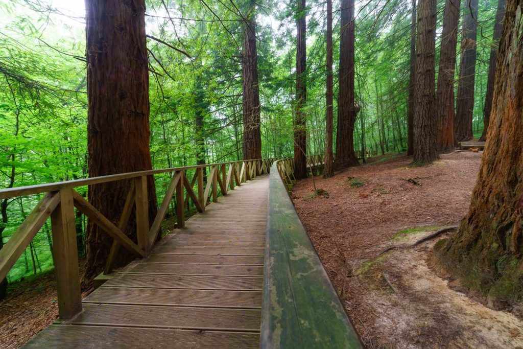 Descubre Los Mejores Bosques De Secuoyas De Espa a Descubre Los Mejores Bosques De Secuoyas De Espa a