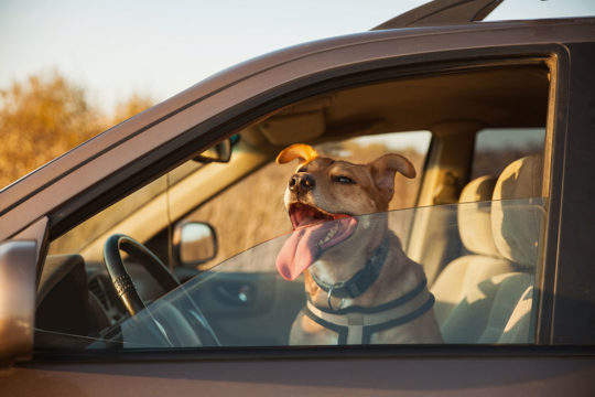 Evita multas de hasta 500 euros por llevar tu mascota indebidamente en el coche