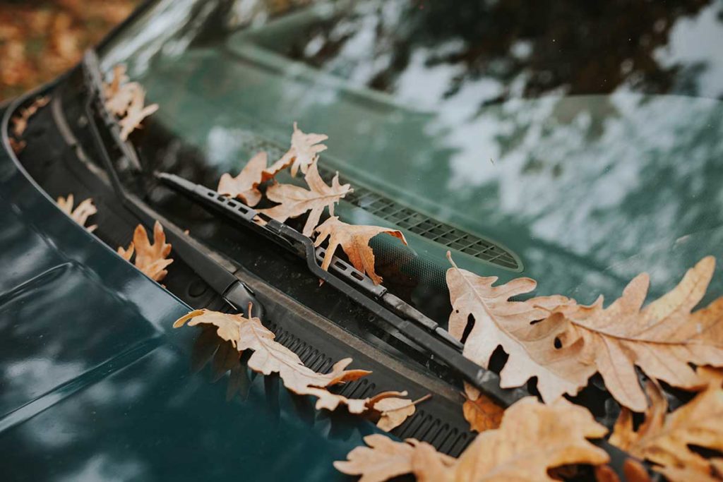 hojas coche pintura estropear proteger