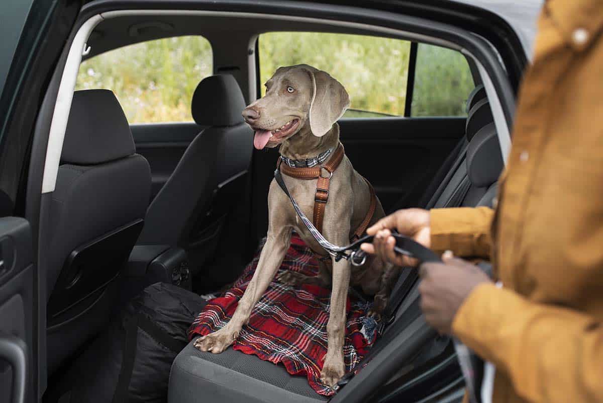 ¿Es seguro dejar a tu perro en el coche en invierno?